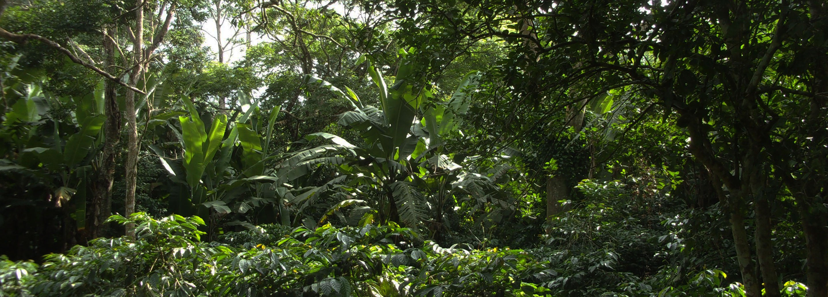 Agroforesterie au Sénégal   ÖkoFEN soutient l'APAF